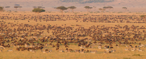 gnu